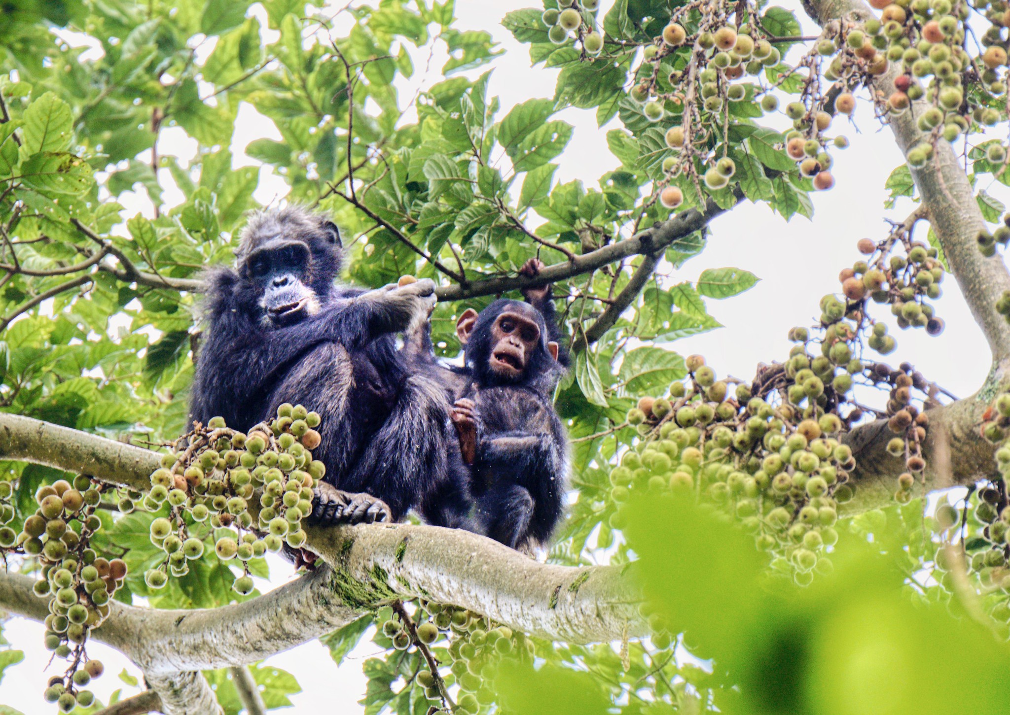 Wildlife in Akagera National Park Rwanda